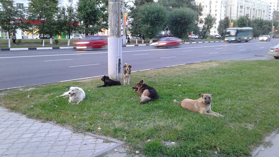 Город остался наедине с бродячими собаками