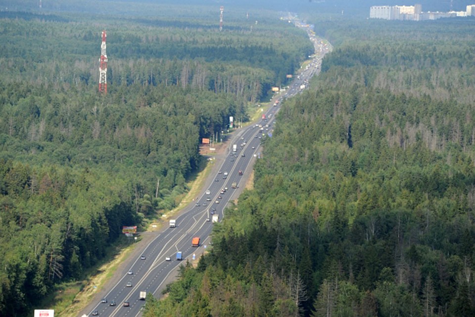 Под колесами оказались восемь лосей