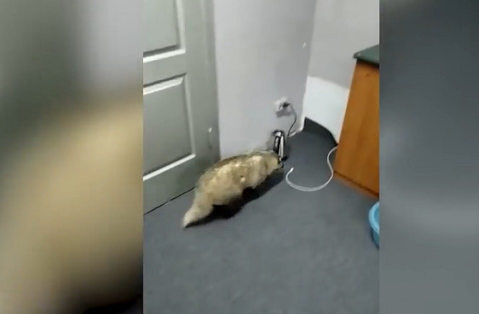 Фото: скриншот видео ГТРК «Башкортостан»