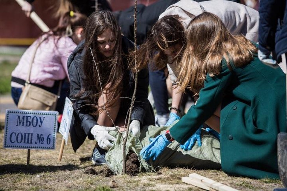 В Сургуте выпускники высадили яблоневую аллею. Фото Рамиля Нуриева