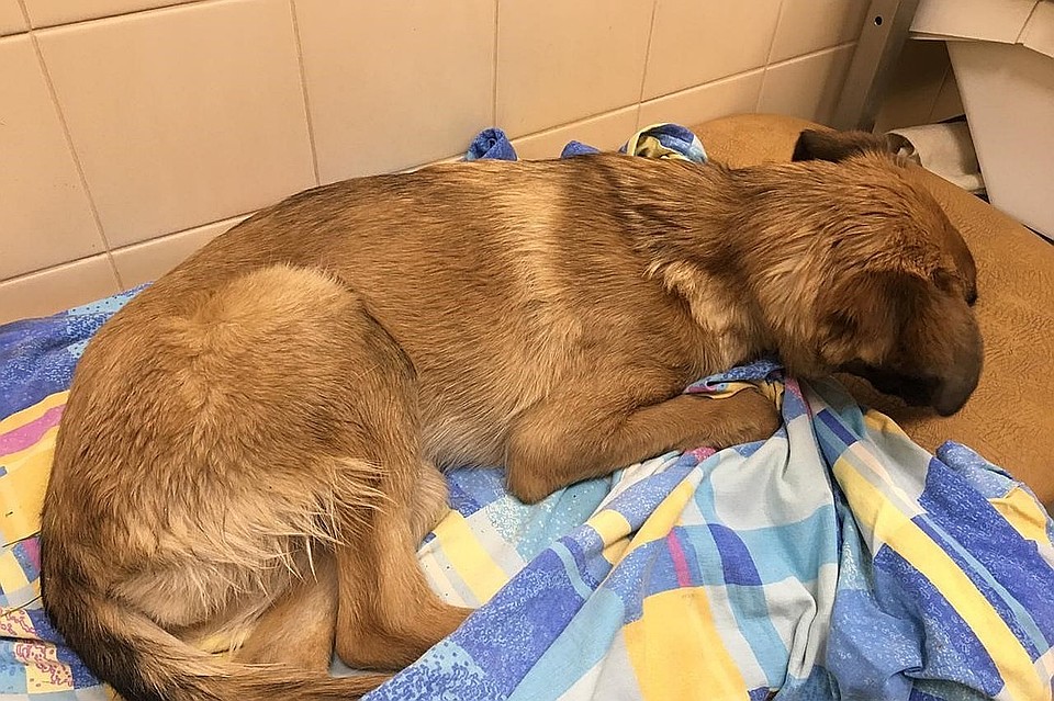 После лечения Юта сможет отправиться к новым хозяевам. Фото: vk.com/kolpino_cats_and_dogs