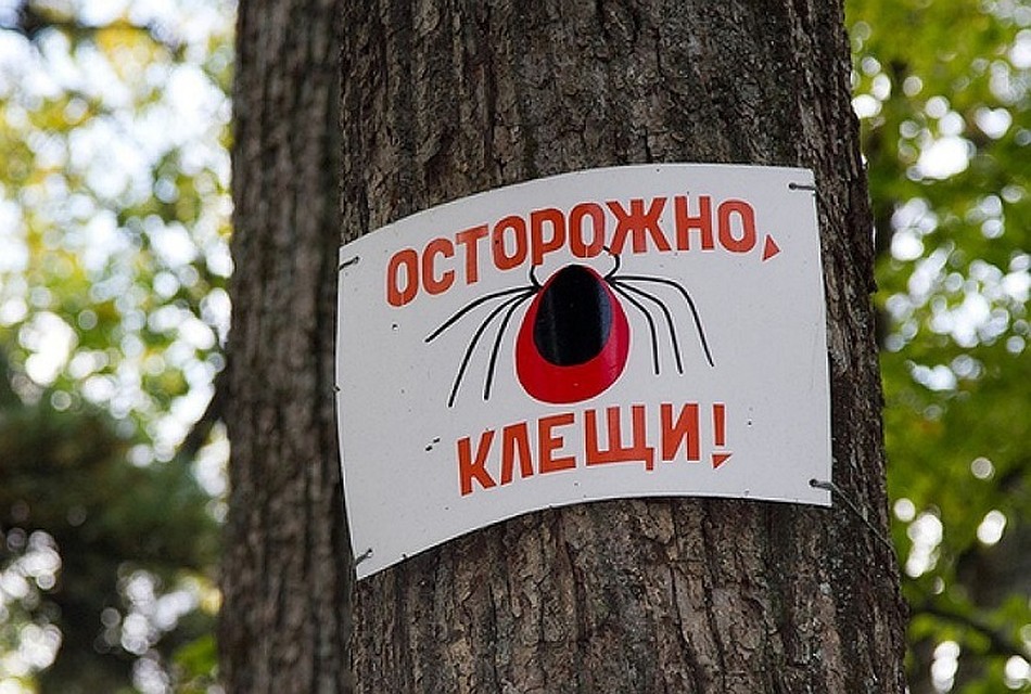 Медики советуют пореже бывать в лесах и парках. Фото: соцсети