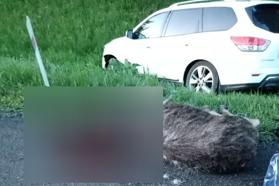 Лосенок спровоцировал двойное ДТП Фото прислано очевидцем аварии