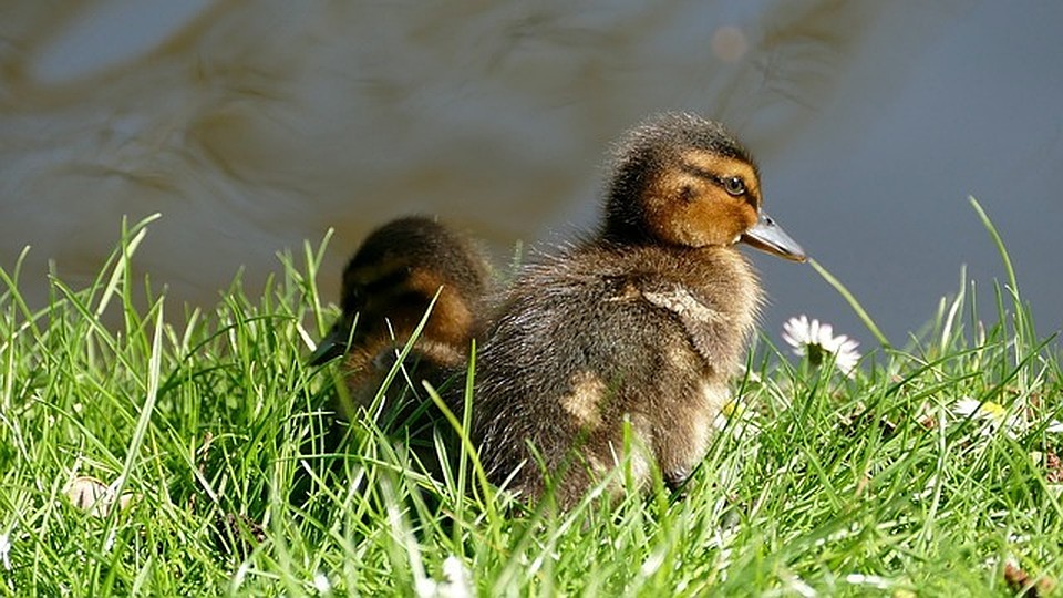 ФОТО: pixabay.com.