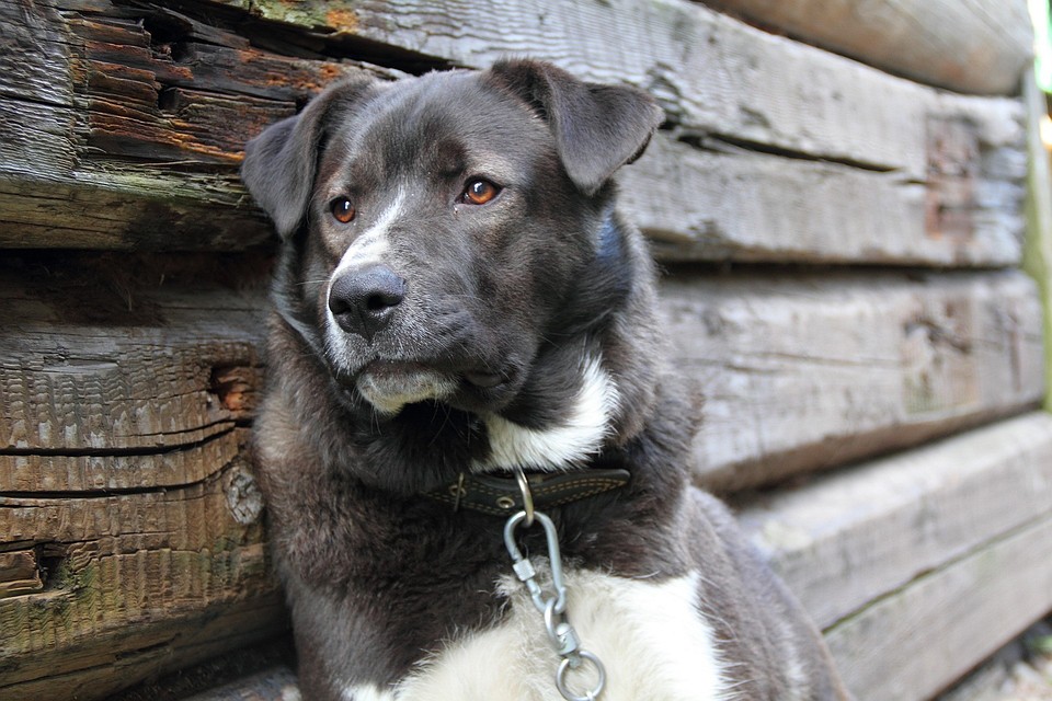 Источник: save-animals.info