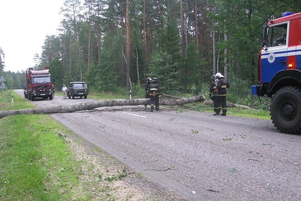 Чаще всего деревья падали на дороги. Фото: МЧС