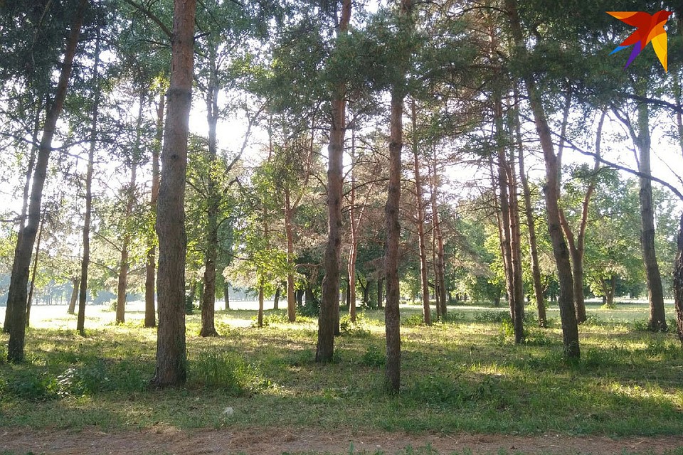 Уходя в лес, тщательно все продумайте, чтобы не заблудиться.