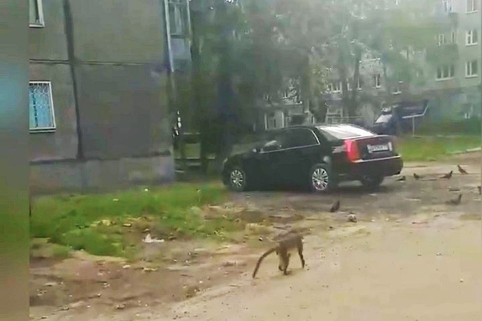 Фото: скриншот с видео