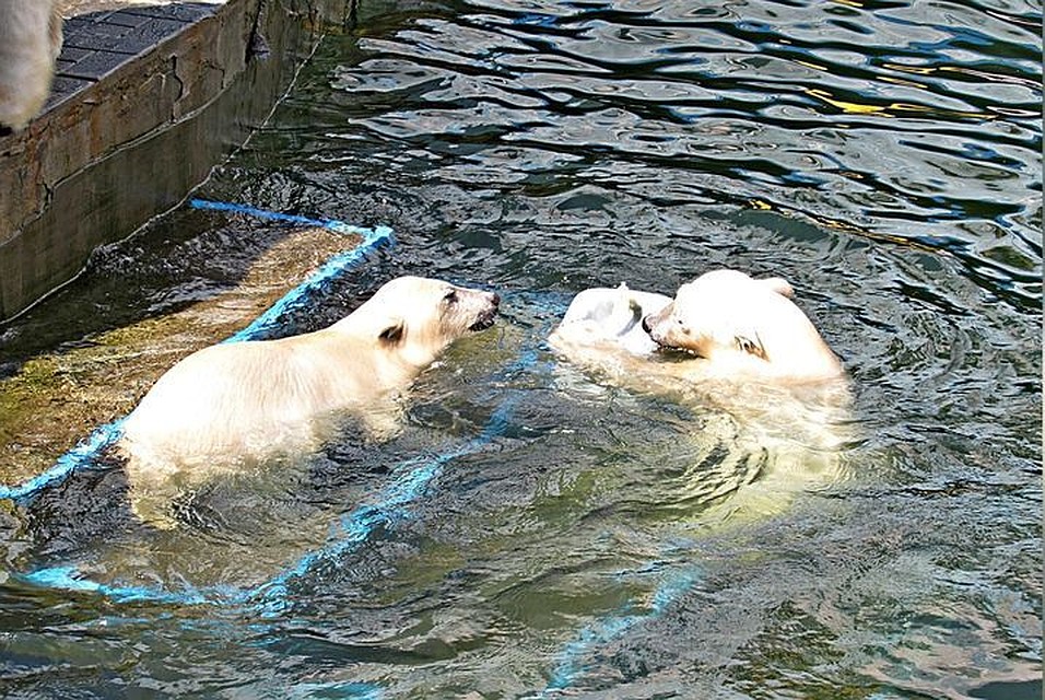 Медвежата Норди и Шайна резвятся в воде. Фото: Анна Новикова