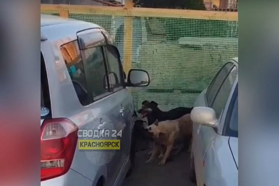 В Красноярске собаки разобрали машину в поисках кота. Фото: стоп-кадр "Сводка 24".