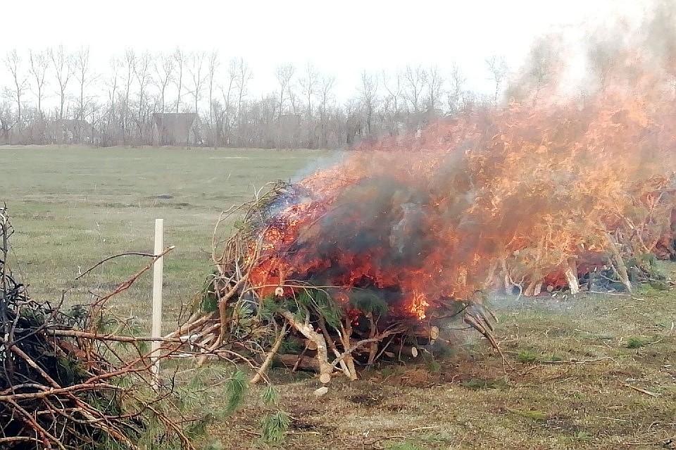 Огонь в лесу