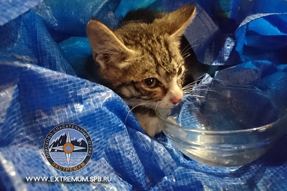 Чтобы спасти котенка, пришлось пробить дыру в стене туалета. Фото: "Кошкиспас"