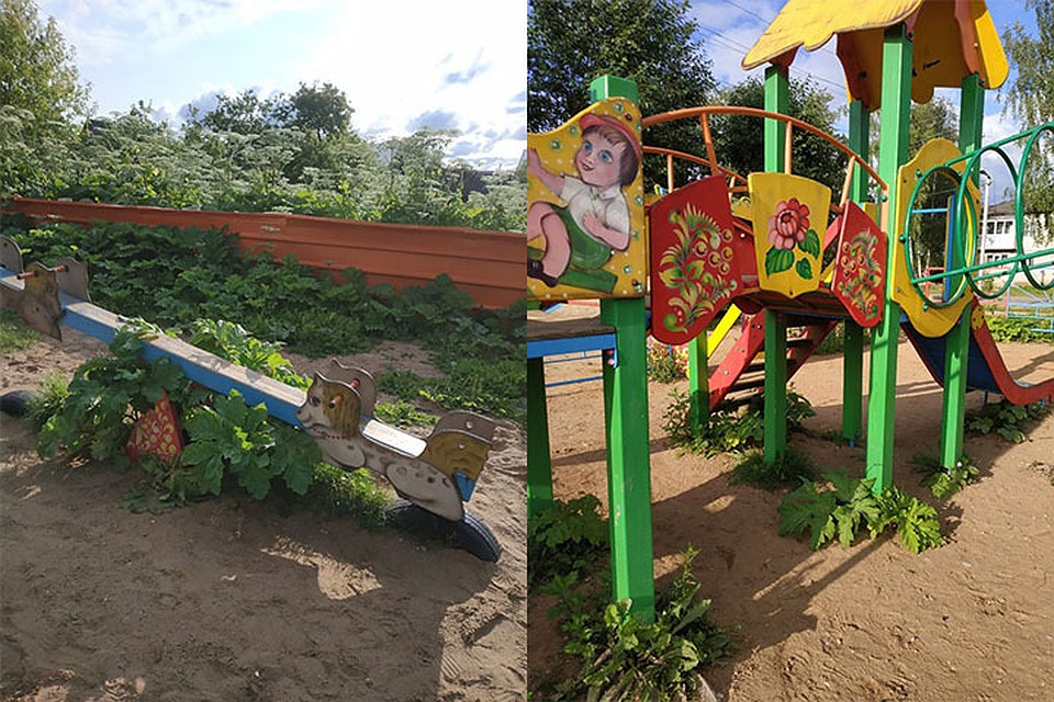 Площадка зарастает борщевиком Фото: vk.com/"АНОНИМНОЕ БОЛОГОЕ"