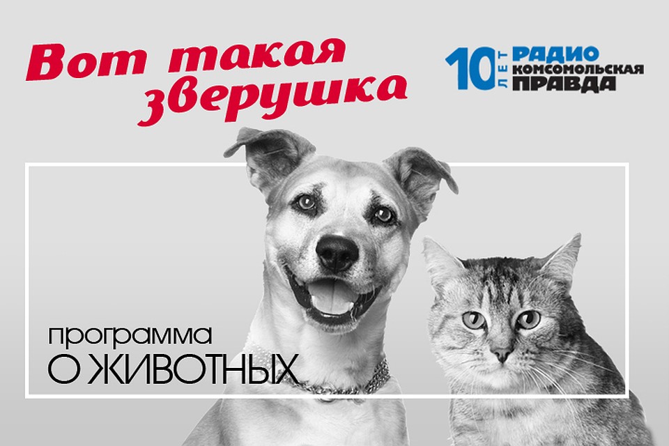 Илья Середа дает бесплатную консультацию ветеринарного врача