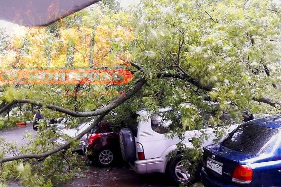 Дерево упало на внедорожник во Владивостоке. Фото: instagram.com/dps.control/