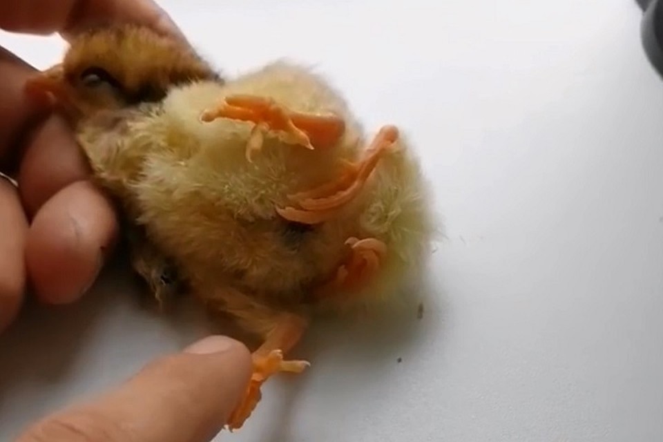 Хозяева планирует вырастить это чудо.
