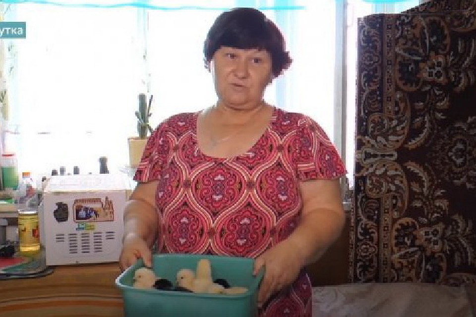 По-настоящему оценить помощь ООН жители смогут только осенью, когда сосчитают всех выживших цыплят. Фото: ТК «UA: Донбасс»