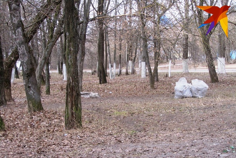 Леса заставили оформить, чтобы защитить их от вырубки