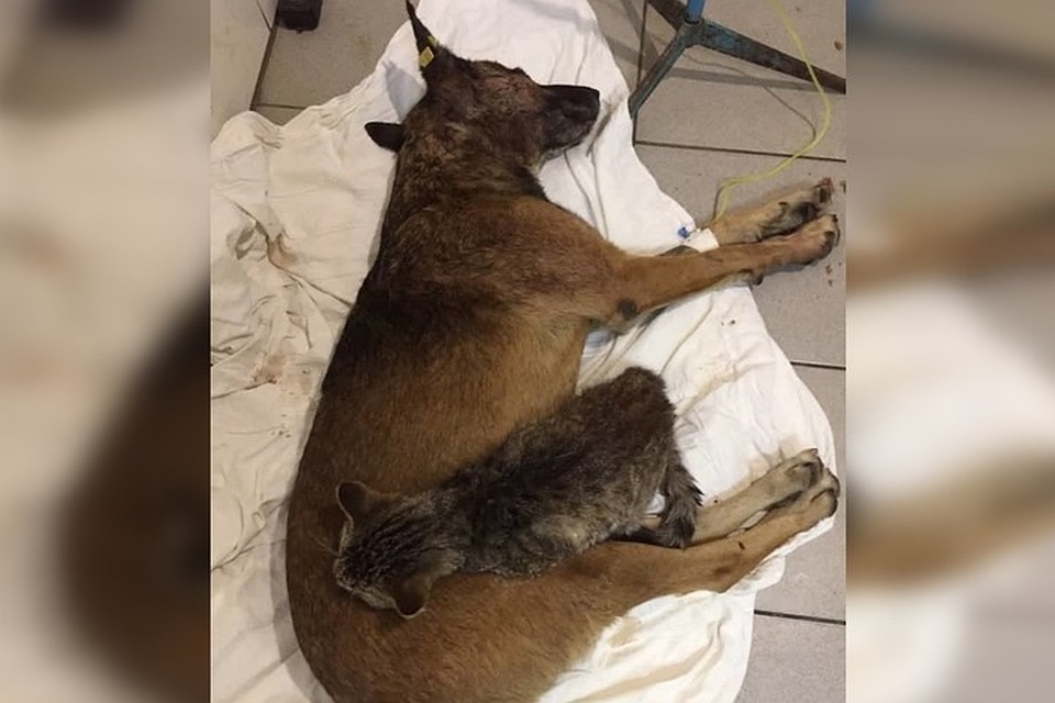 Кот Батя, пес Комбат. Ну чем не батяня Комбат!? Фото: приют "ПИФ"