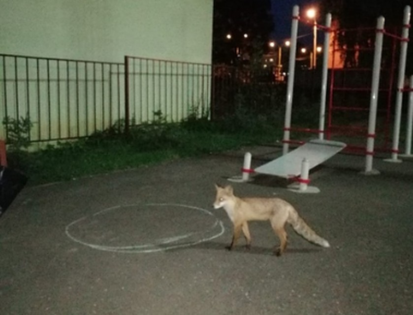 Фото: "Подслушано Новомосковск"