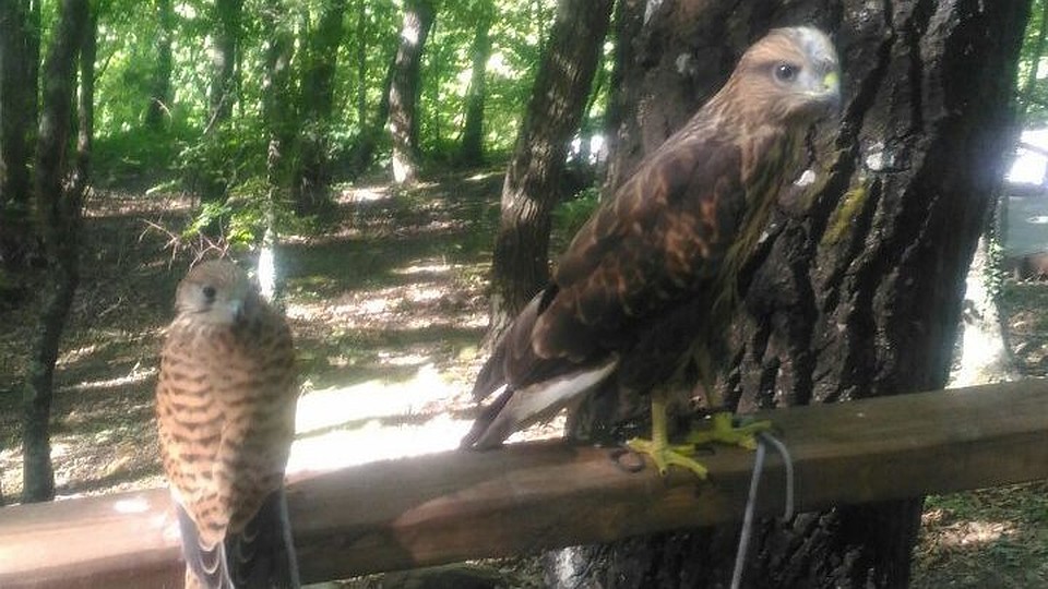 Животных изъяли и передали в специальное учреждение. Фото: пресс-служба МИнэкологии Крыма
