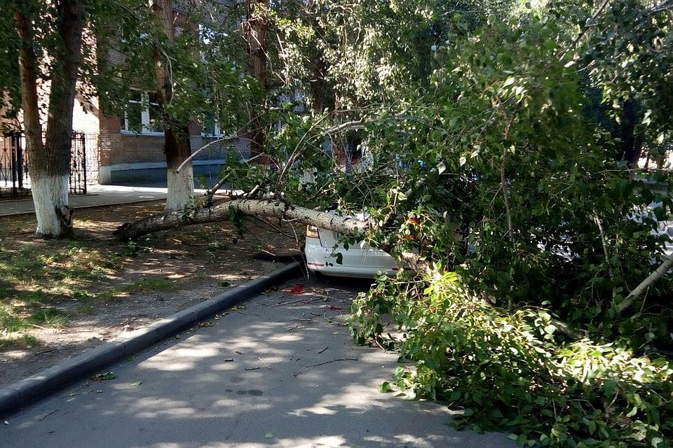 Упавшее дерево повредило иномарку.