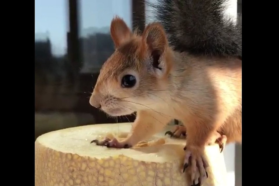 Белочка Соня полюбила Дыню. Фото: https://www.instagram.com/squirrel_sonya/
