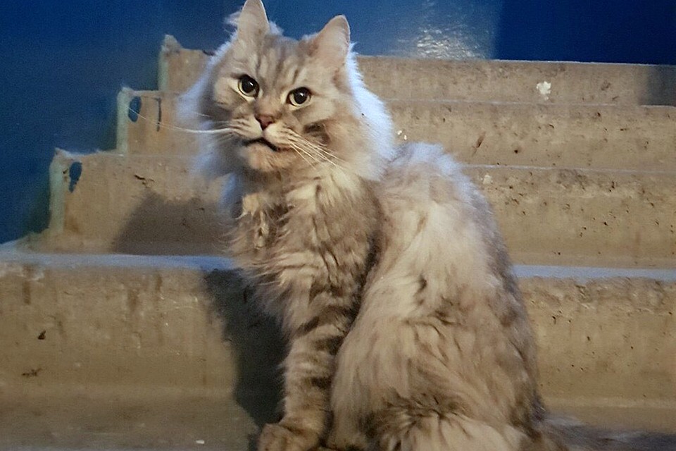 У кота, на которого вызвали отлова, оказался сильный ангел-хранитель. Фото: Юлианна Жукова