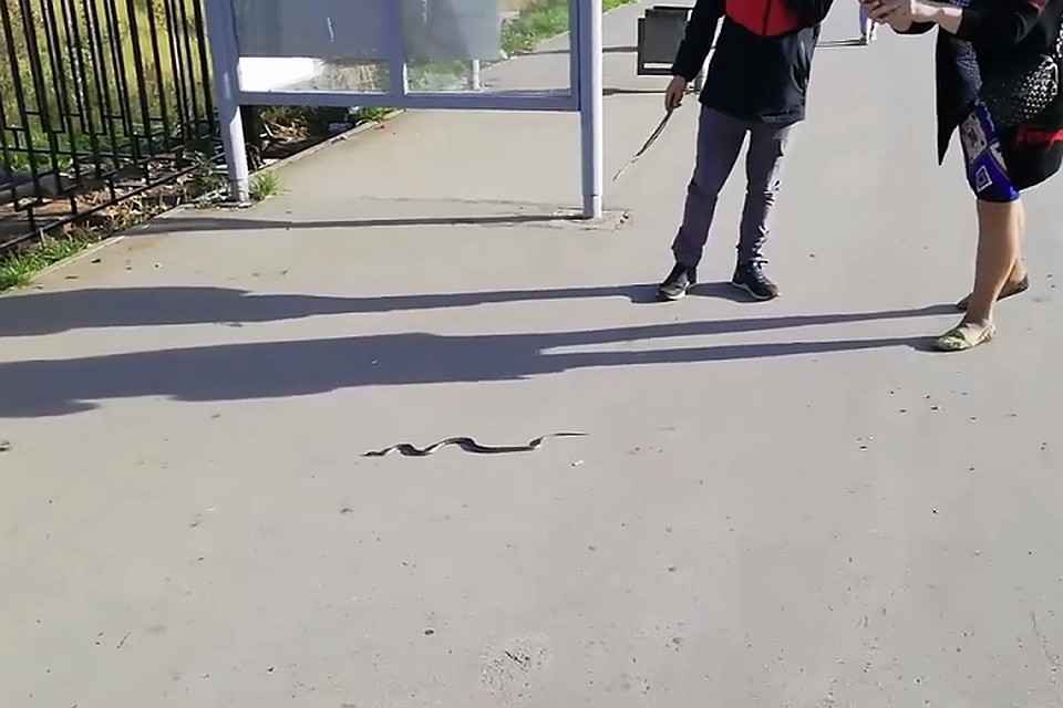 Фото: скриншот с видео в "Подслушано Пермь"