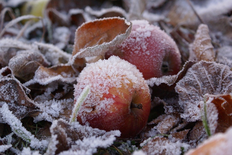 ФОТО: pixabay.com.