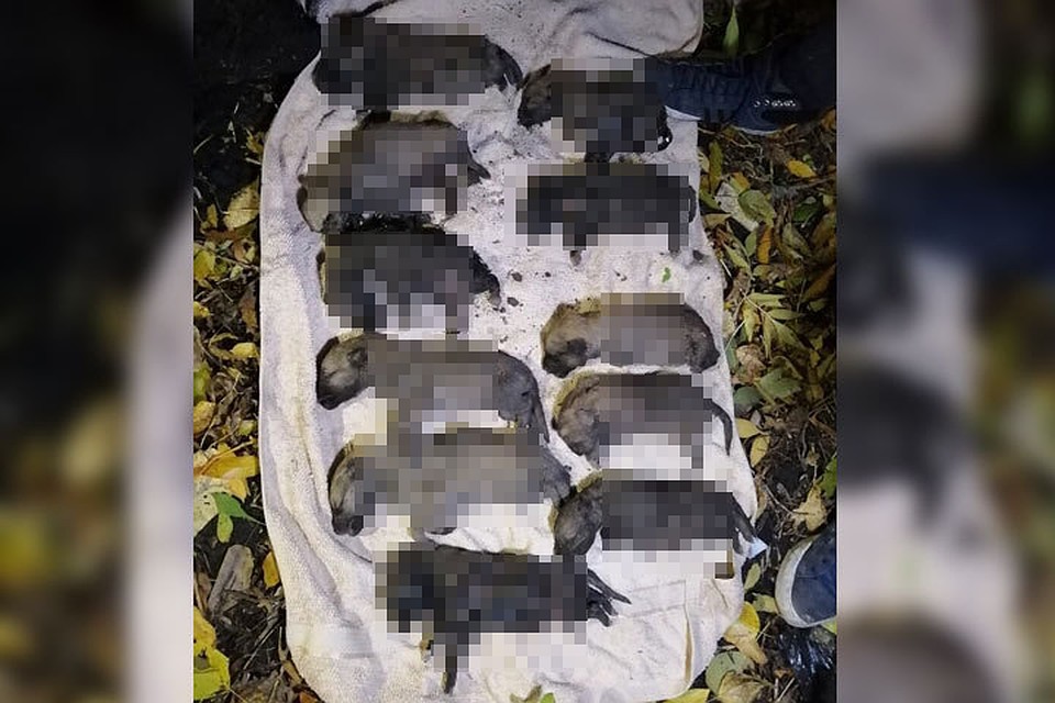 Школьники жестоко убили не меньше 10 щенков