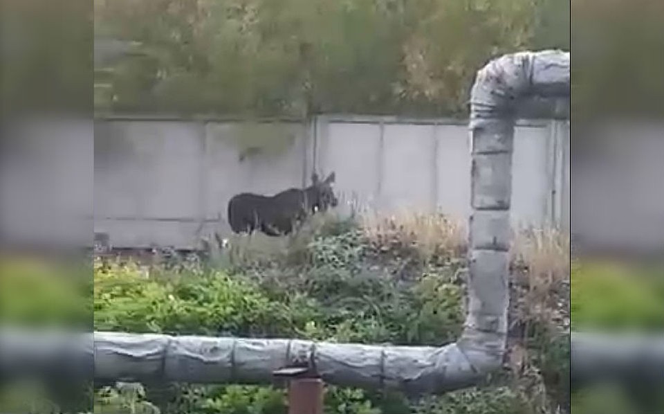 Стоп-кадр из ролика