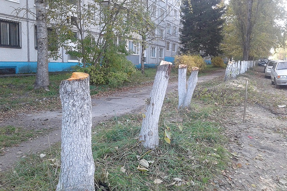 Фото: vk.com, "Подслушано Дятьково".