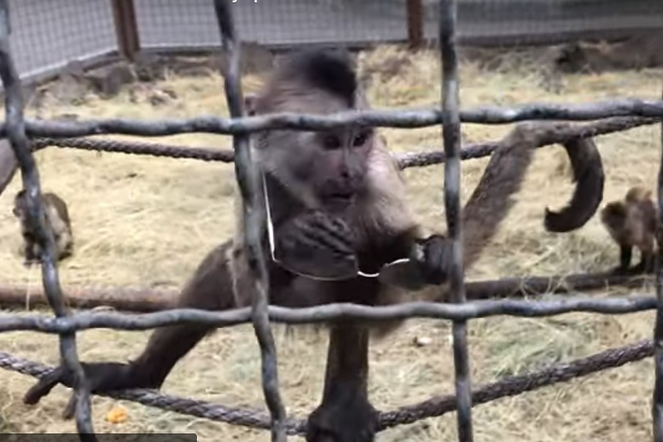 Шалунишка "ворует" у посетителей зоопарка мелкие вещи. Фото: кадр видео