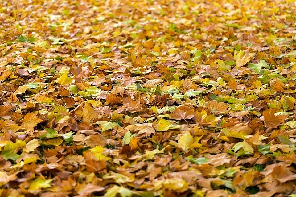 Погода на Ямале 4 октября: похолодание и усиление ветра Фото: pixabay.com