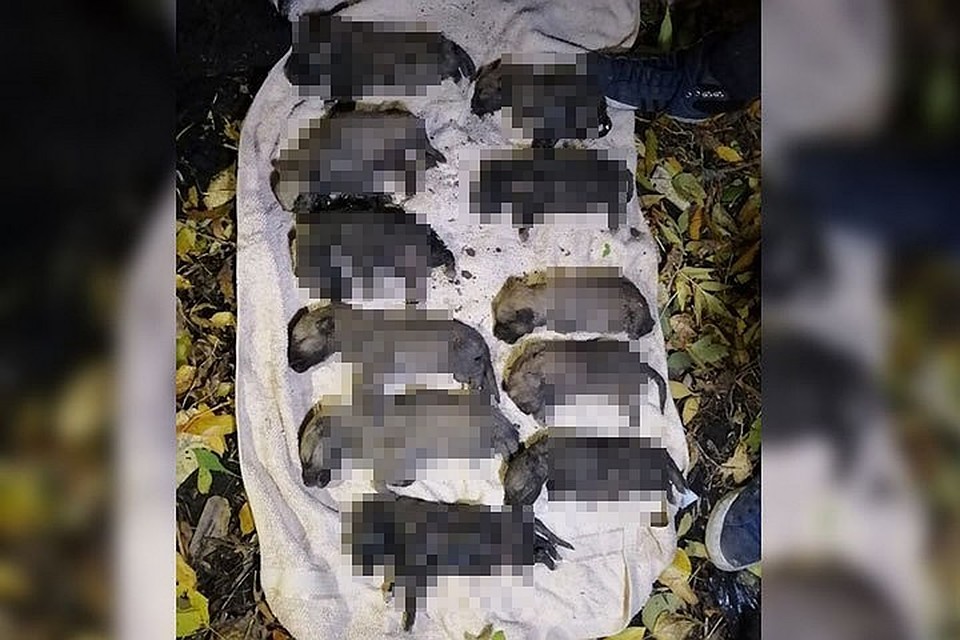 Историю о гибели щенят распространили зоозащитники