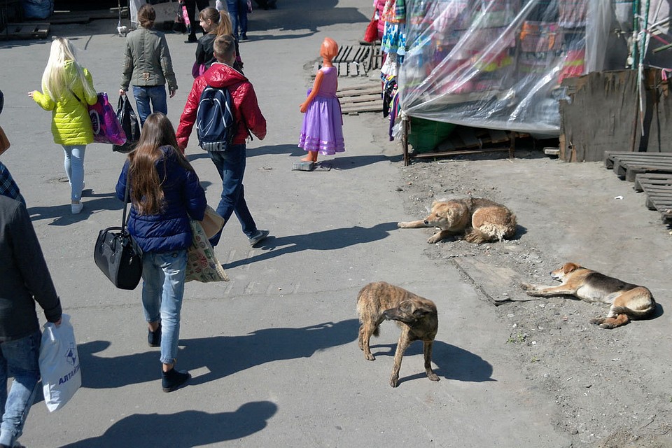 Отловом собак занимаются приюты.