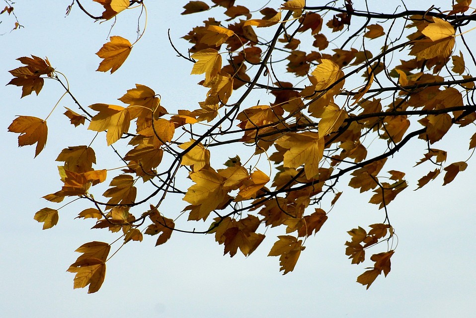 Фото: pixabay.com