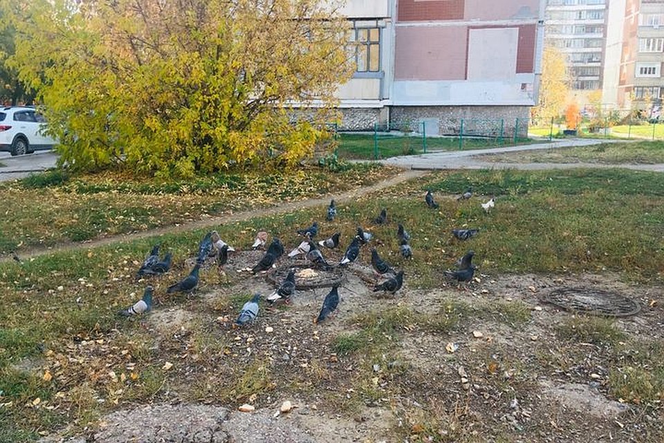 Голубей можно встретить в любом дворе. Фото: Марина Мезина