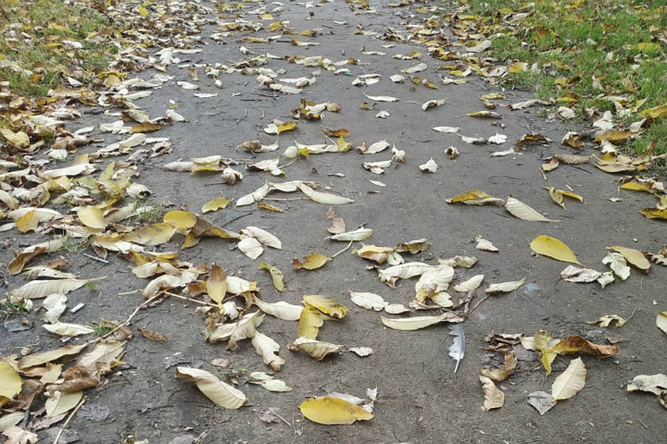 Погода в Хабаровске на 18 октября 2019 года: днем до +16, без осадков