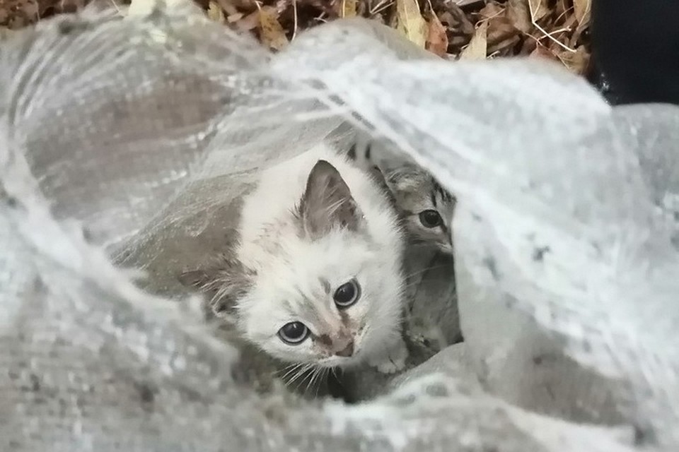 фото: соцсети