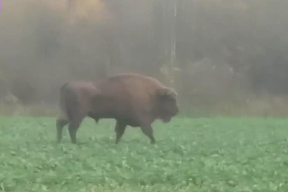 Зубр гуляет по окрестностям Толочина. Фото: tvr.by