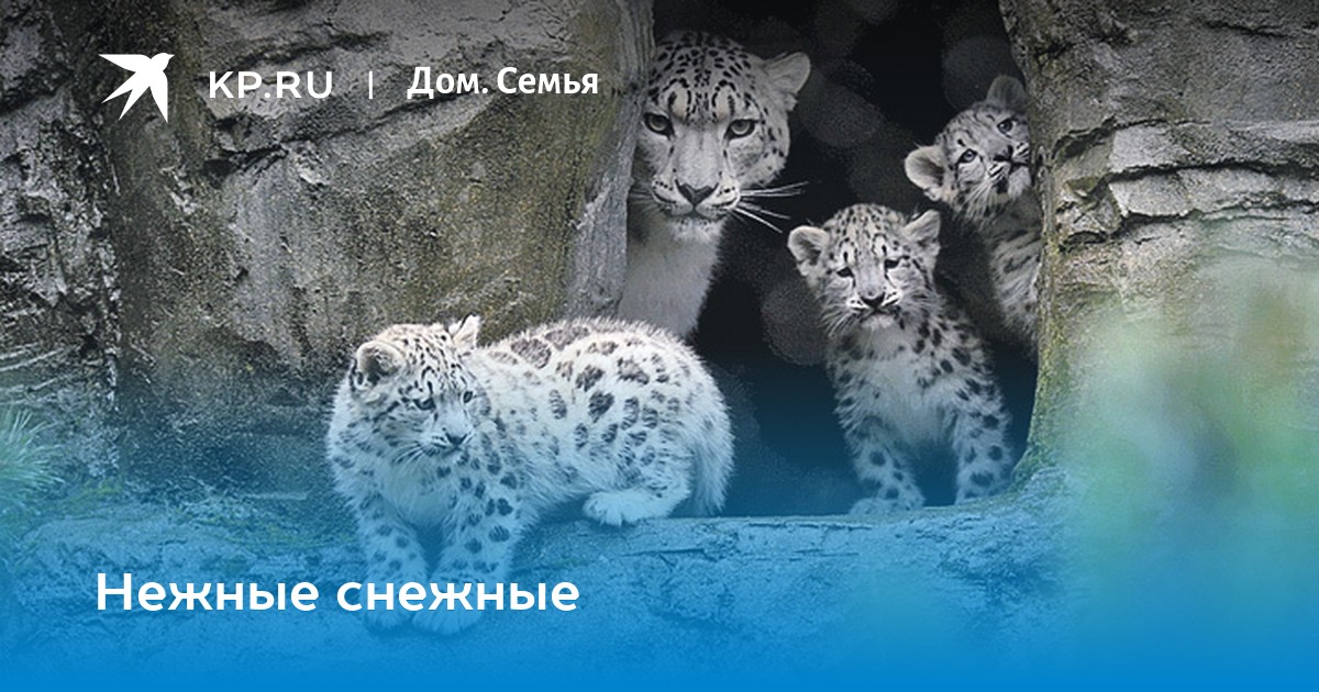 Поздравления С Профессиональным Праздником Ирбиса Поздравления С Профессиональным Праздником Ирбиса