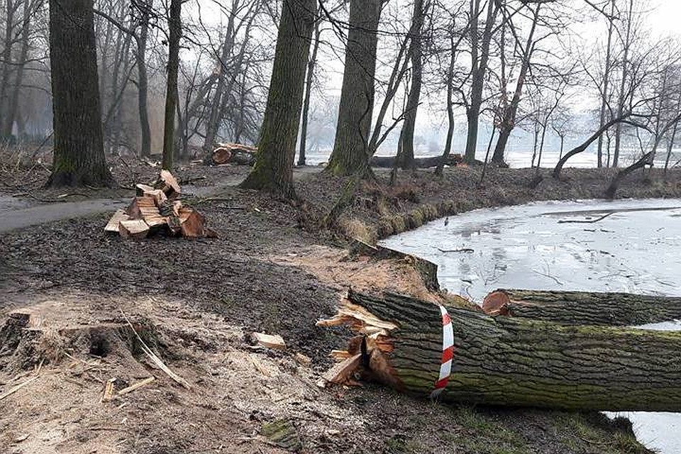 Вырубка деревьев в Южном парке.