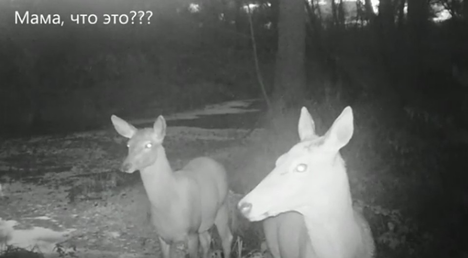 Фото: скриншот из видео.