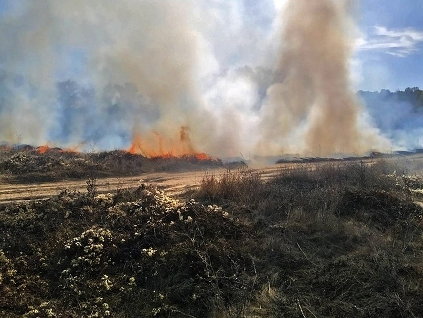 С огнем боролись больше 70 человек. Фото: МЧС по РК