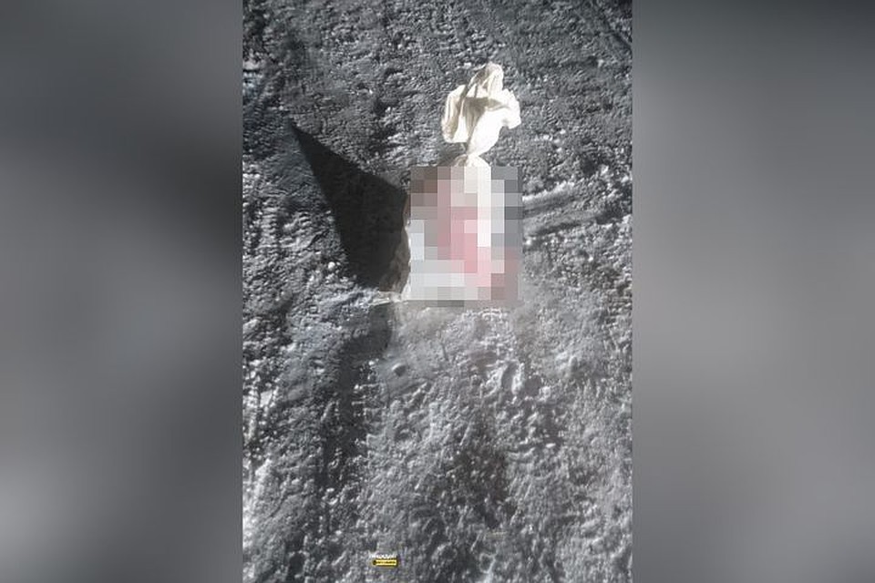 Кота бросили умирать в мешке. Фото: «Инцидент Новосибирск».