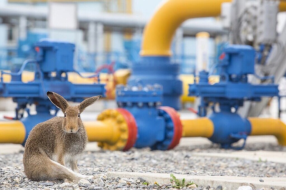 На Украине сочли предложение «Газпрома» неприемлемым