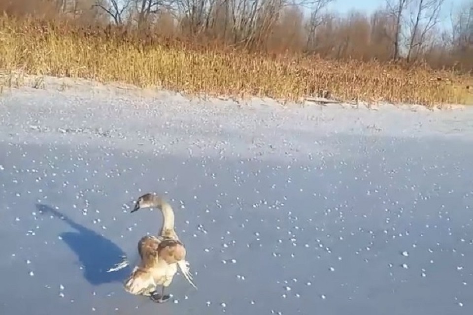 Фото: скриншот с видео