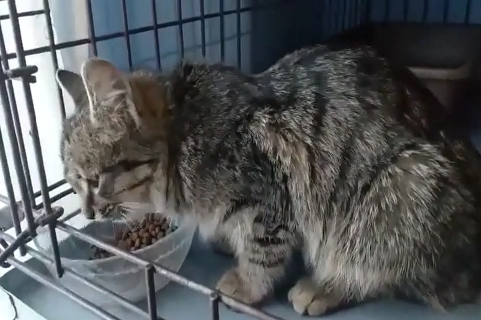 Кошечка не отзывается на кис-кис, а только жадно ест, будто отберут. Фото: «Кошачье царство»